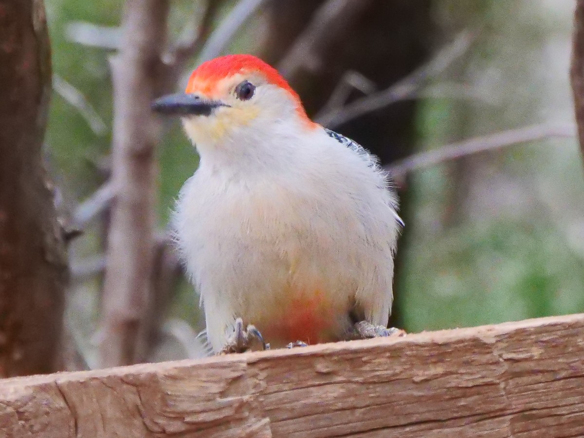 Red-bellied Woodpecker - ML546273371