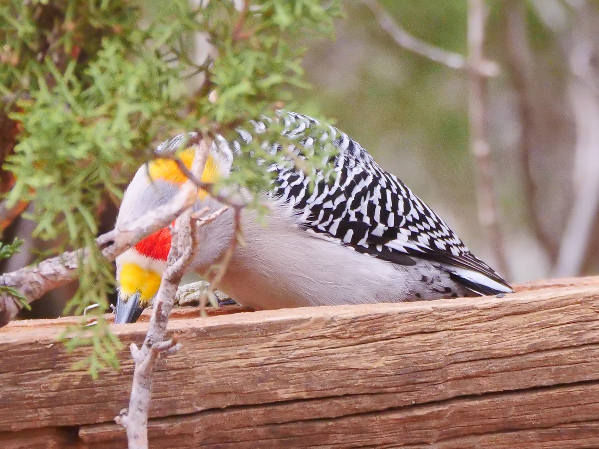 Golden-fronted Woodpecker - ML546273561