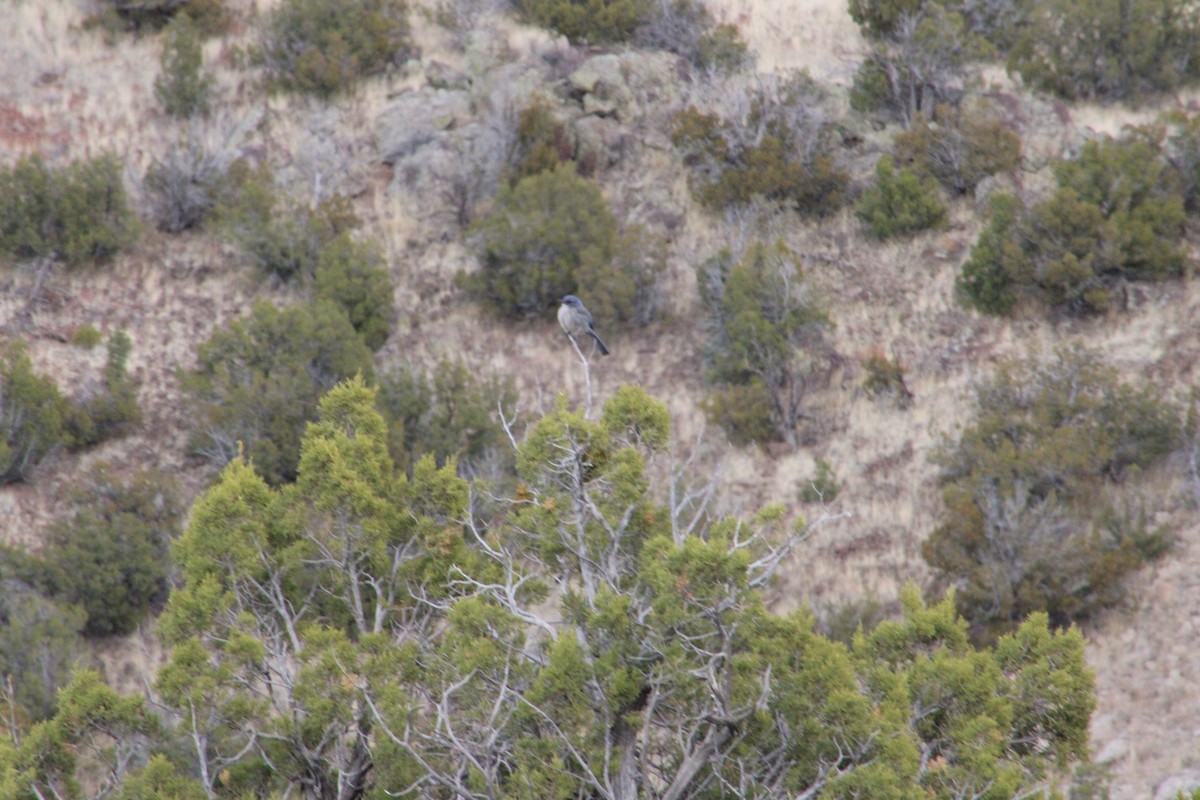 Woodhouse's Scrub-Jay - Justin Leahy