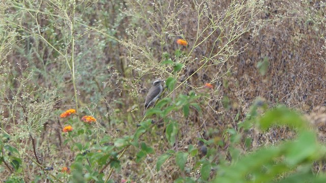 Common Woodshrike - ML546274161