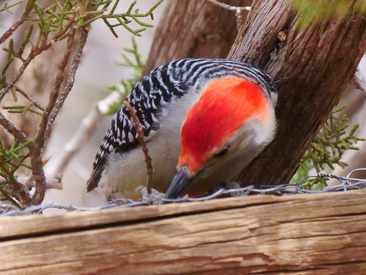 Red-bellied Woodpecker - ML546274181