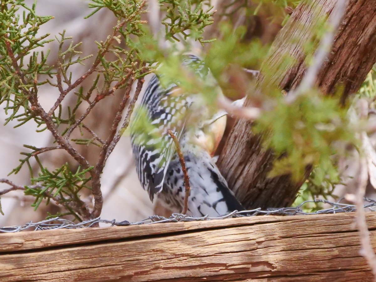 Red-bellied Woodpecker - ML546274481