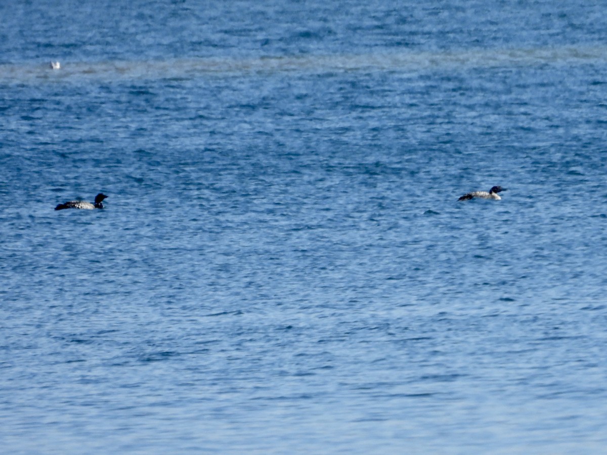 Common Loon - Alice Simmons