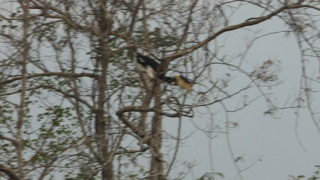 Malabar Pied-Hornbill - ML546274821