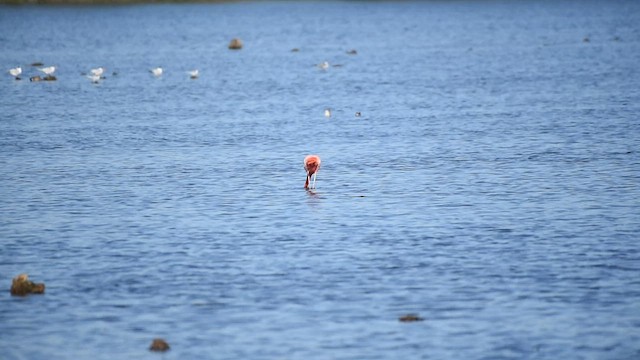 American Flamingo - ML546274991