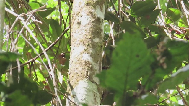 Spotted Woodcreeper - ML546275751