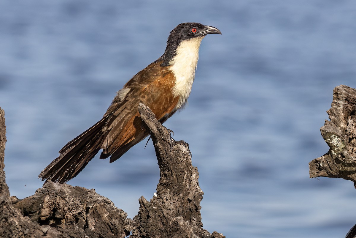 Coppery-tailed Coucal - ML546276291