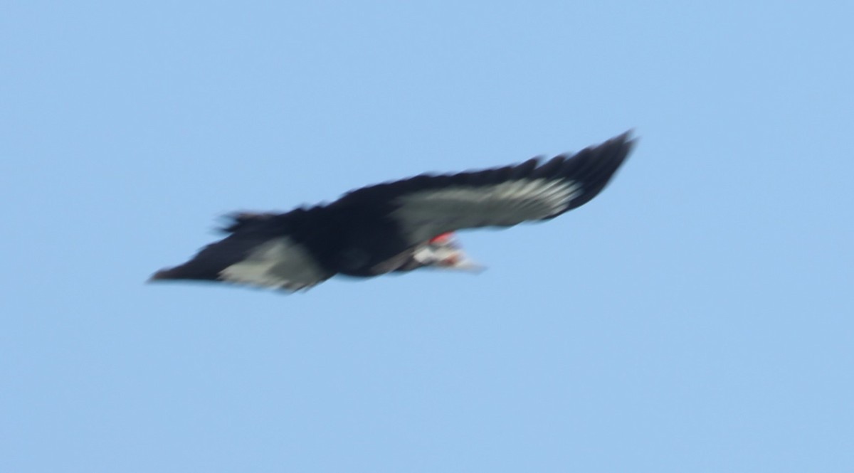 Pileated Woodpecker - ML546276631