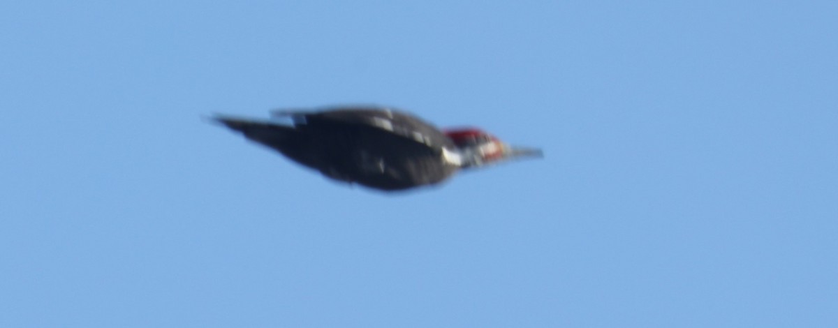 Pileated Woodpecker - ML546276641