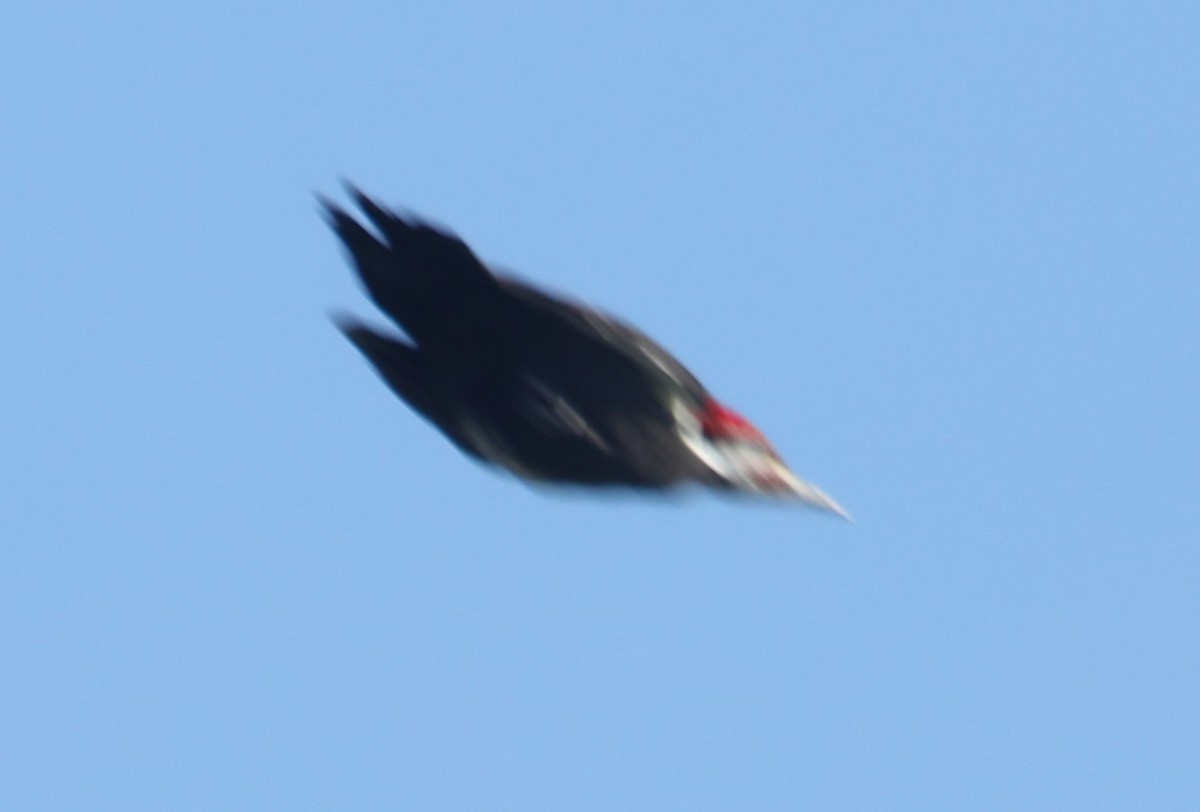 Pileated Woodpecker - ML546276651