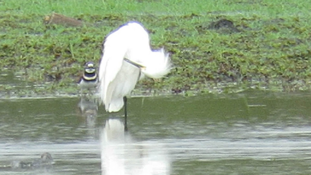 Snowy Egret - ML54627801