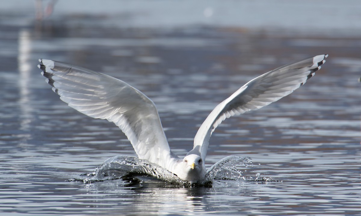 Iceland Gull (Thayer's) - ML546279111