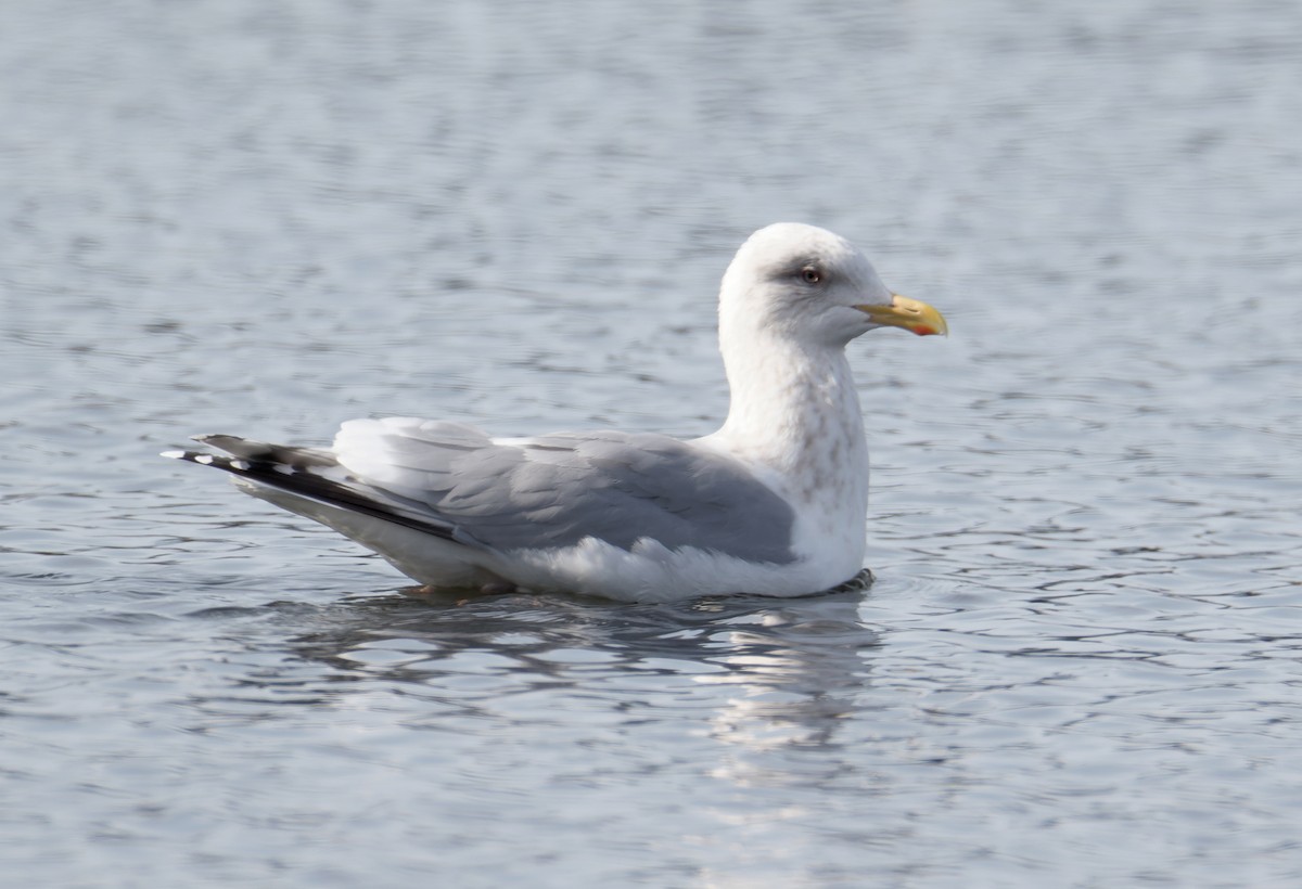 Iceland Gull (Thayer's) - Chris Charlesworth