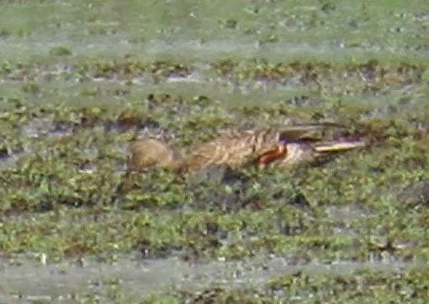 Mottled Duck - ML54627941