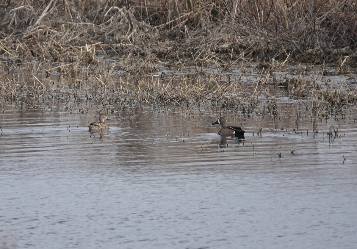 Blue-winged Teal - ML546280111