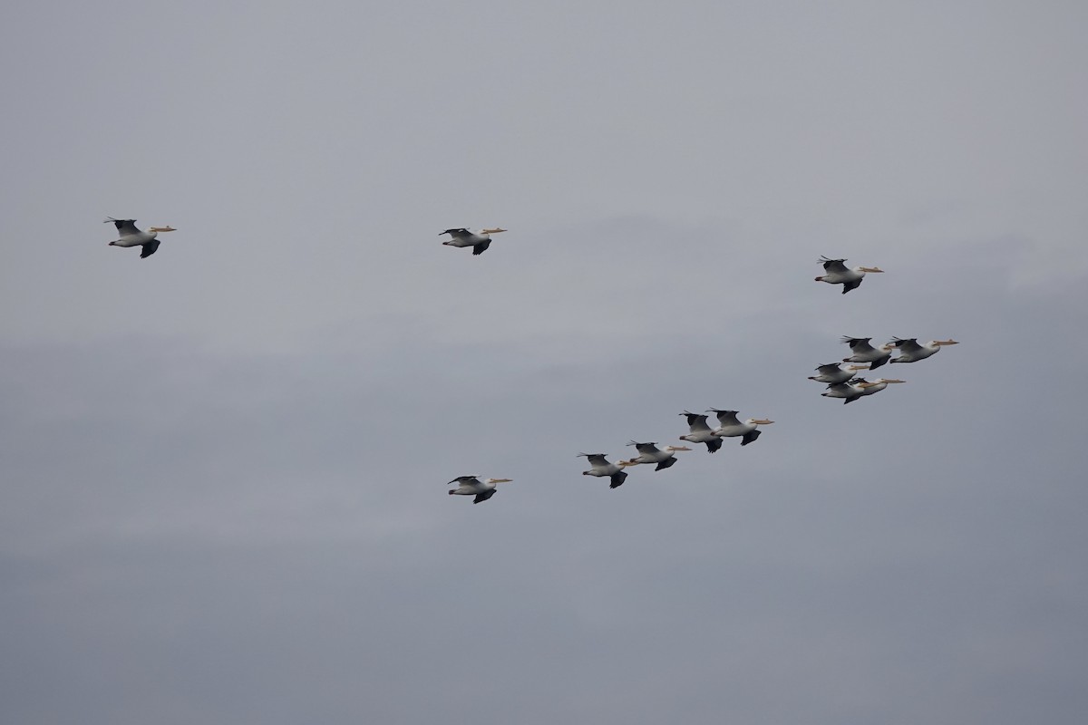 pelikán severoamerický - ML546280251