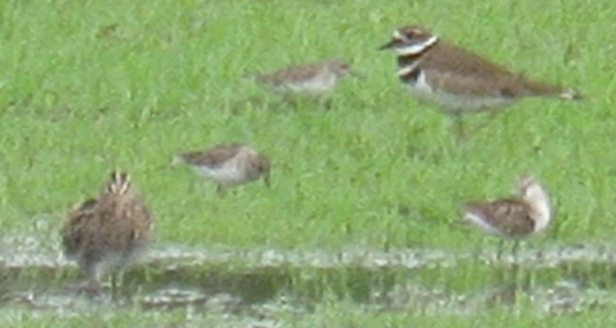 Killdeer - ML54628131