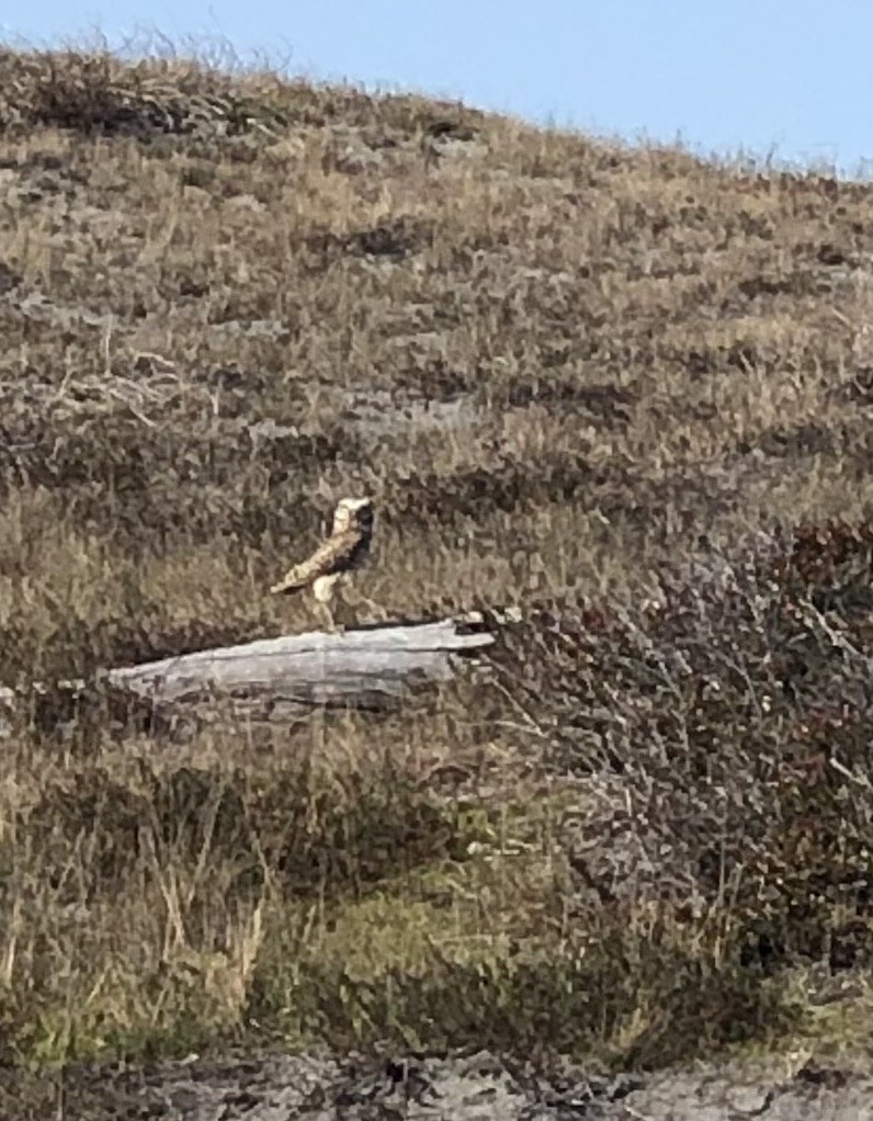 Burrowing Owl - ML546283111