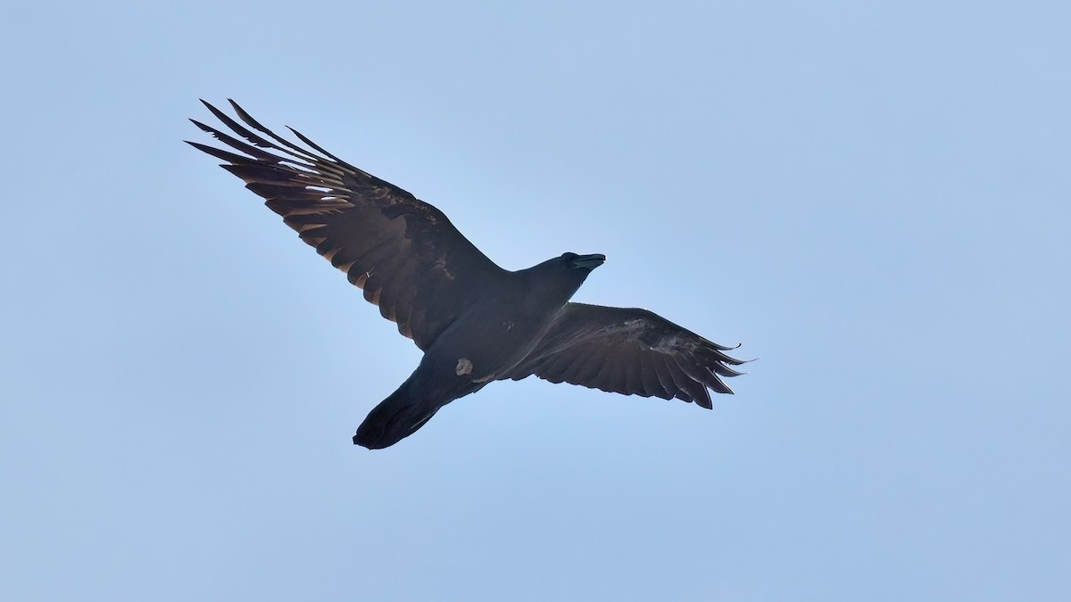 Common Raven - Kuzey Cem Kulaçoğlu
