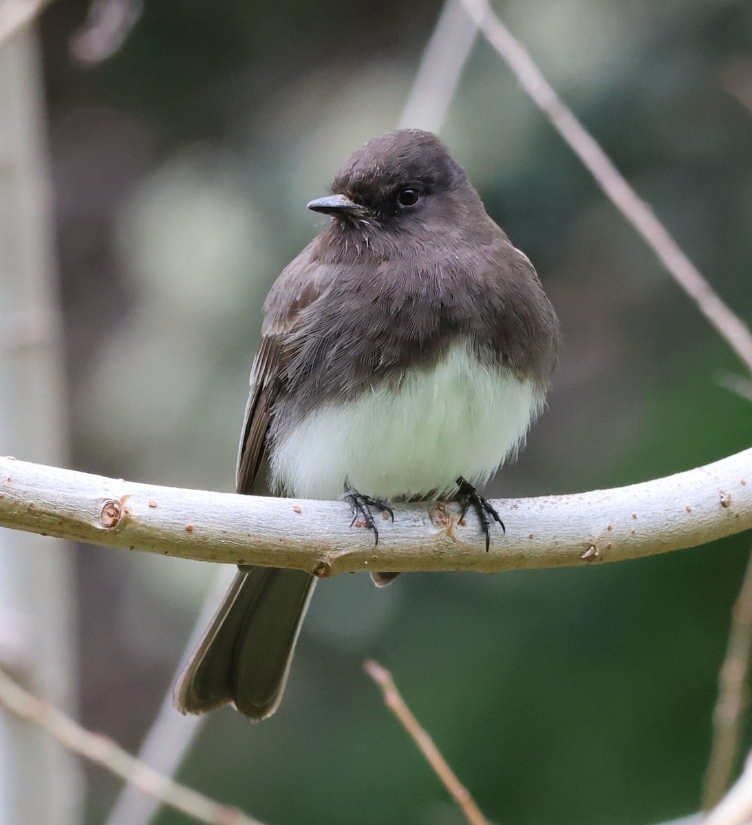 Black Phoebe - Diane Etchison