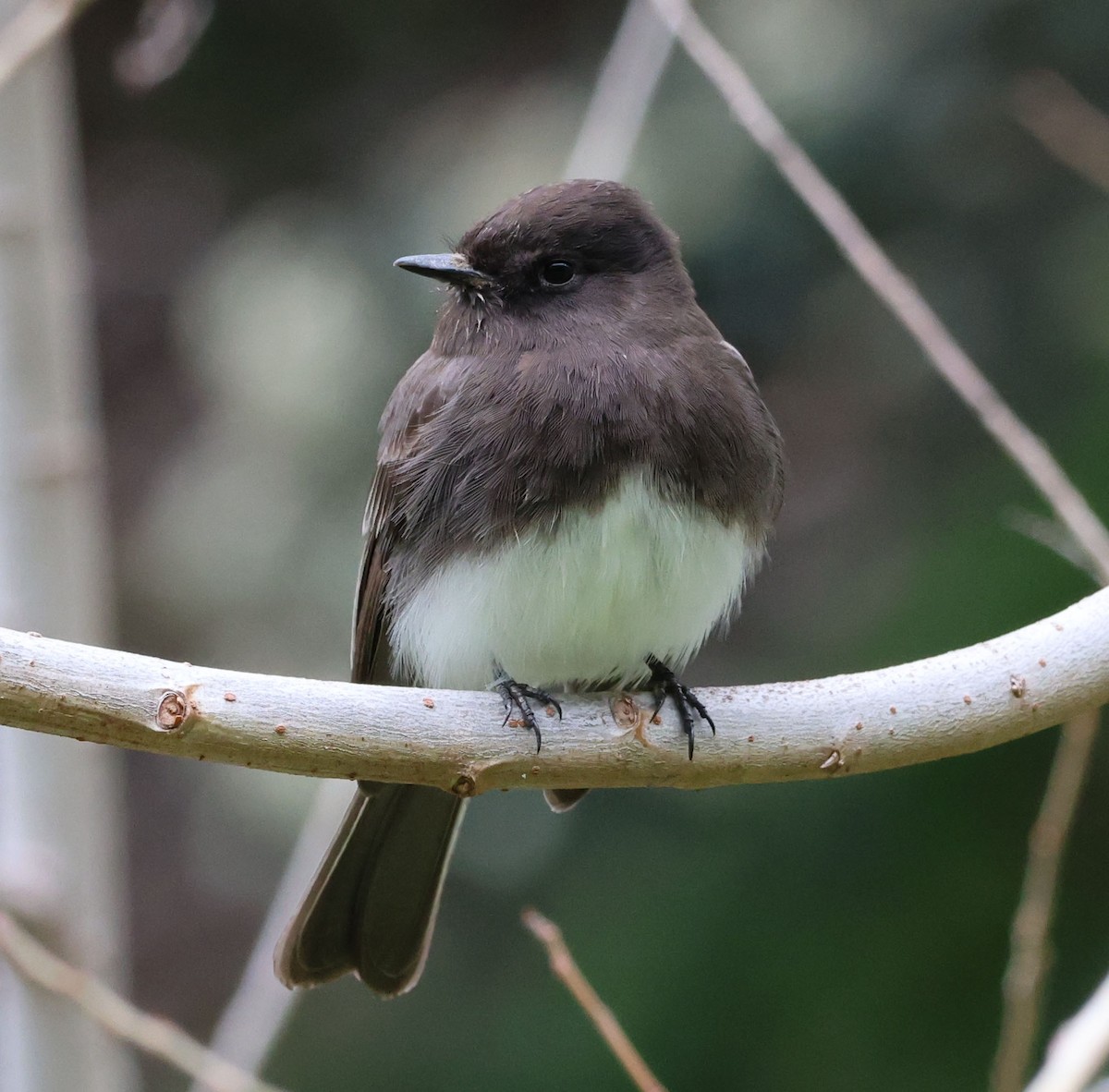 Black Phoebe - ML546285361