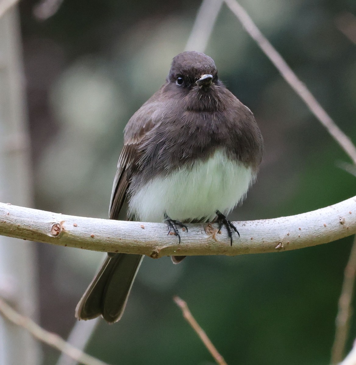 Black Phoebe - ML546285391