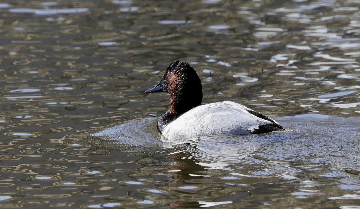 Canvasback - Lynn Duncan