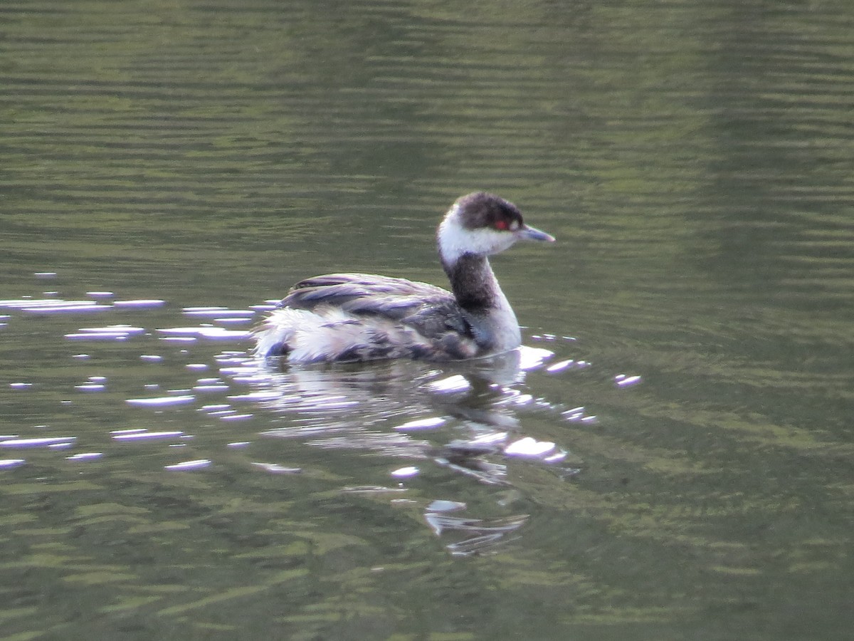 Horned Grebe - Garth Harwood