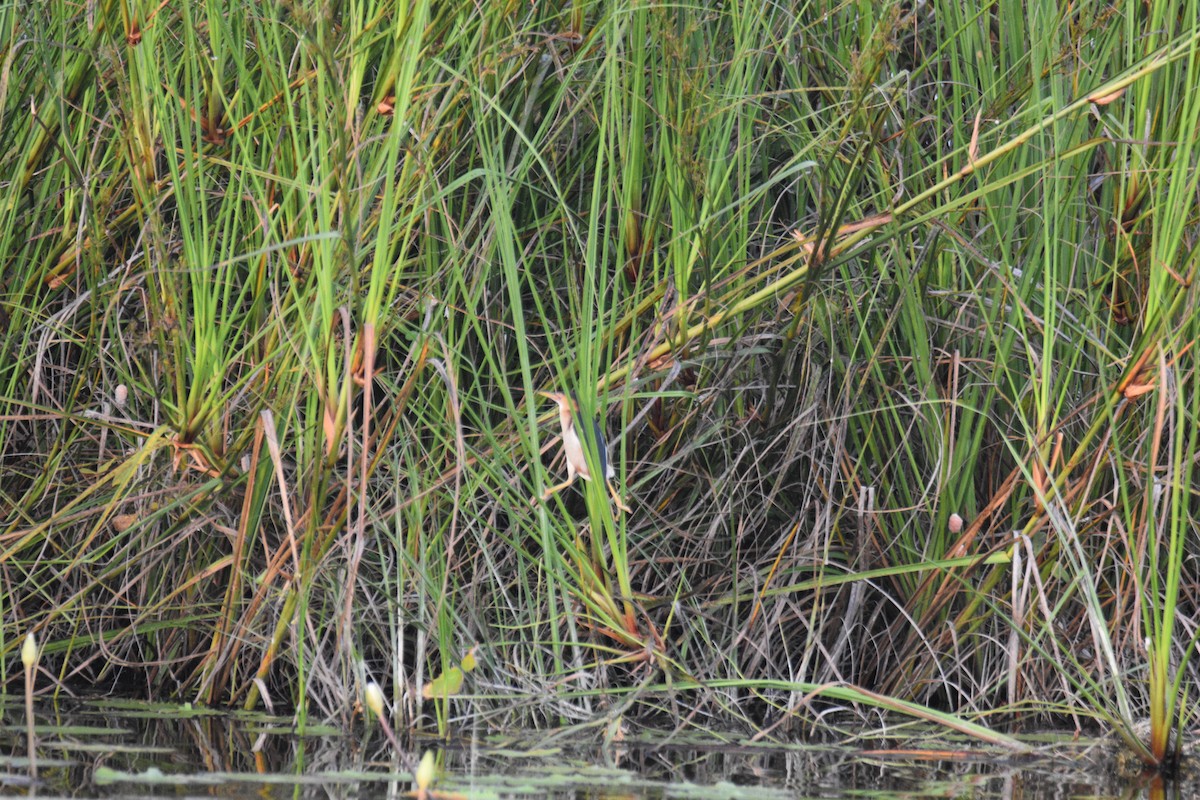 Least Bittern - ML546287131