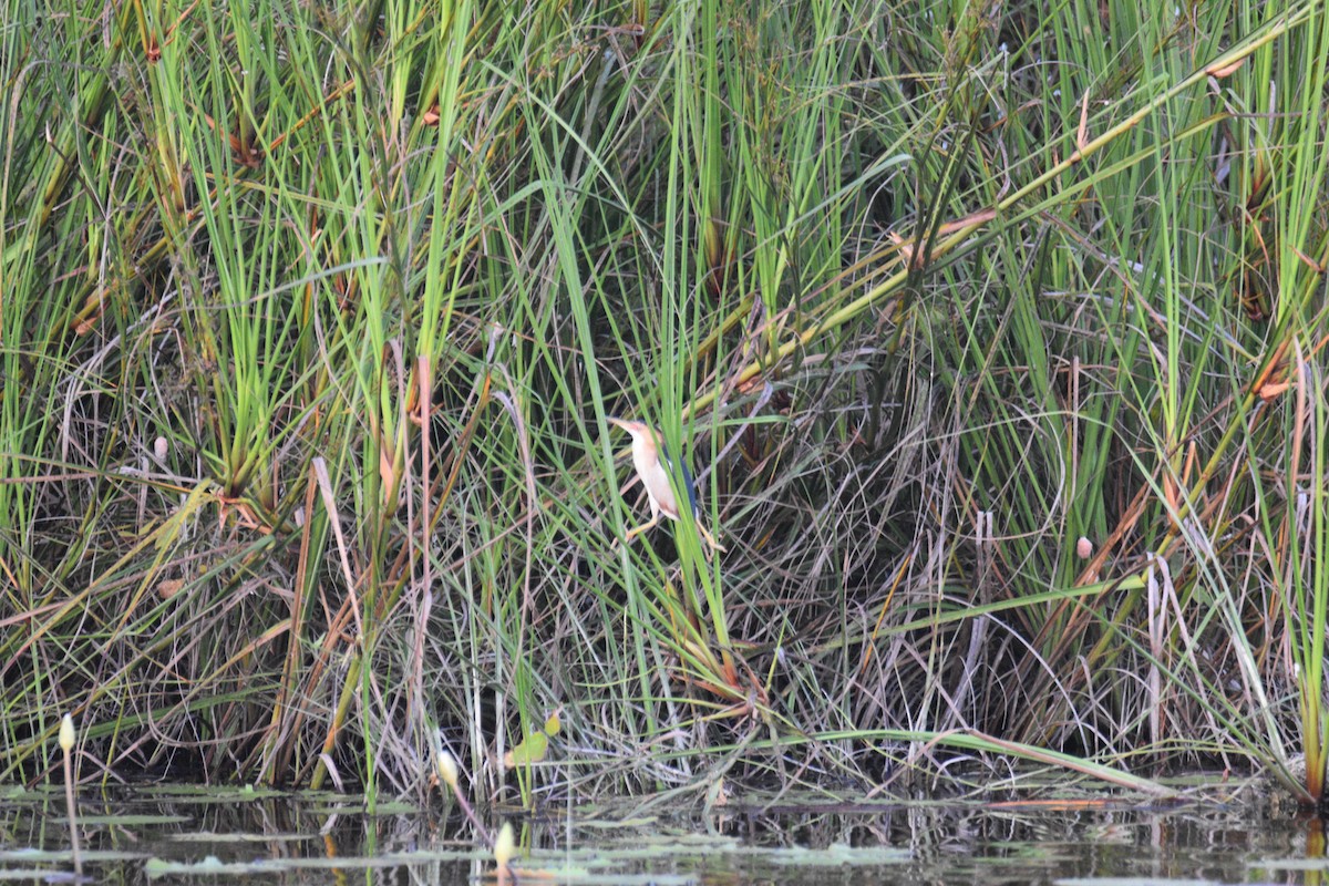 Least Bittern - ML546287141