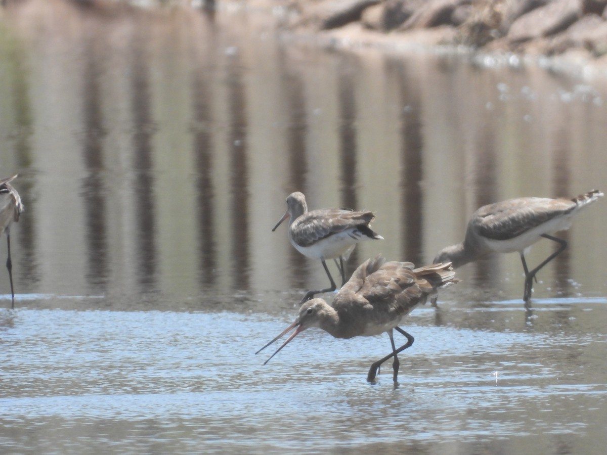 Black-tailed Godwit - ML546287761