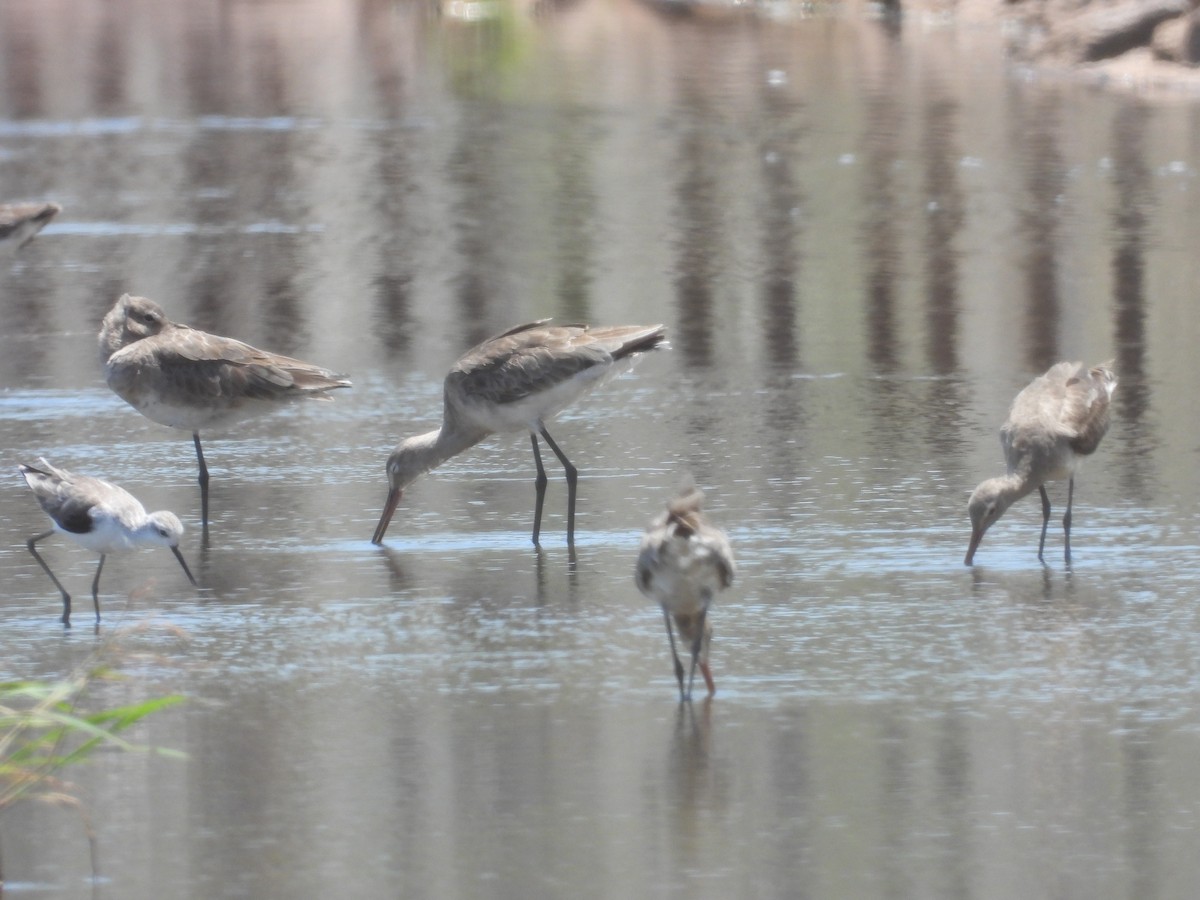 Marsh Sandpiper - ML546287851