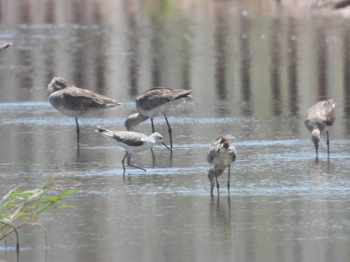 Marsh Sandpiper - ML546287861