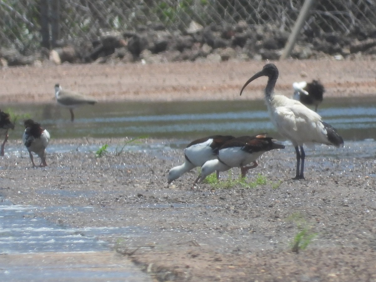 Ibis à cou noir - ML546288481