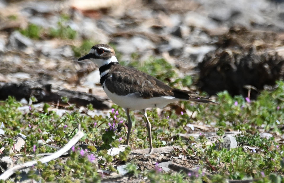 Killdeer - ML546288611