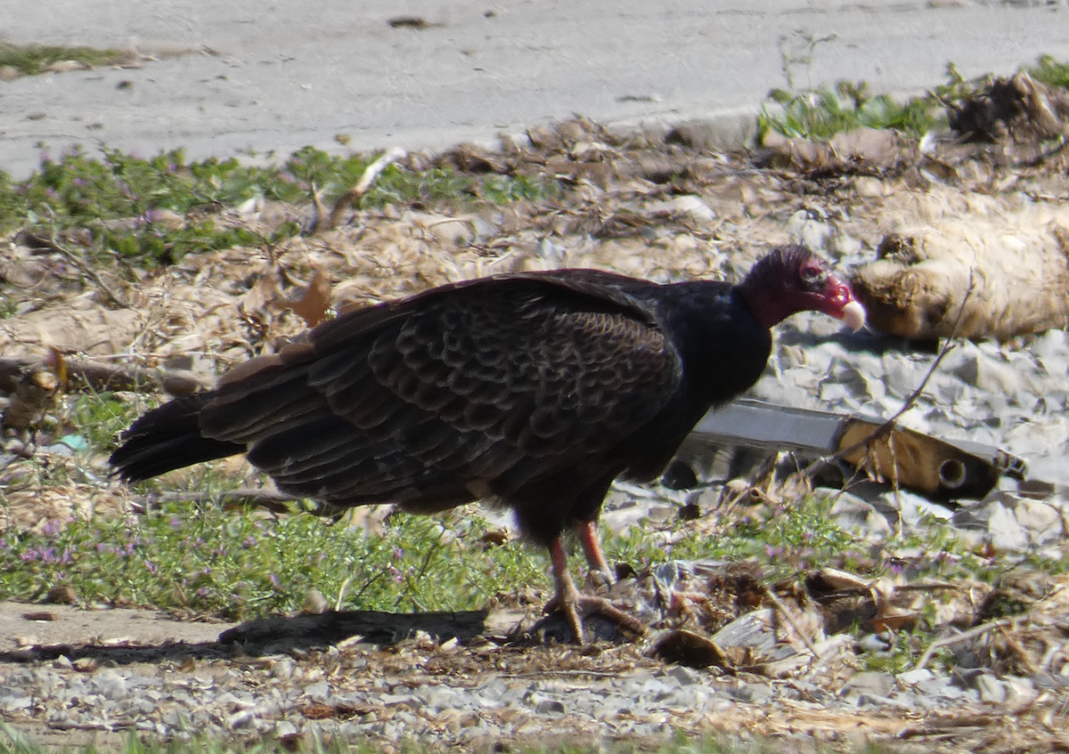 Turkey Vulture - ML546288711