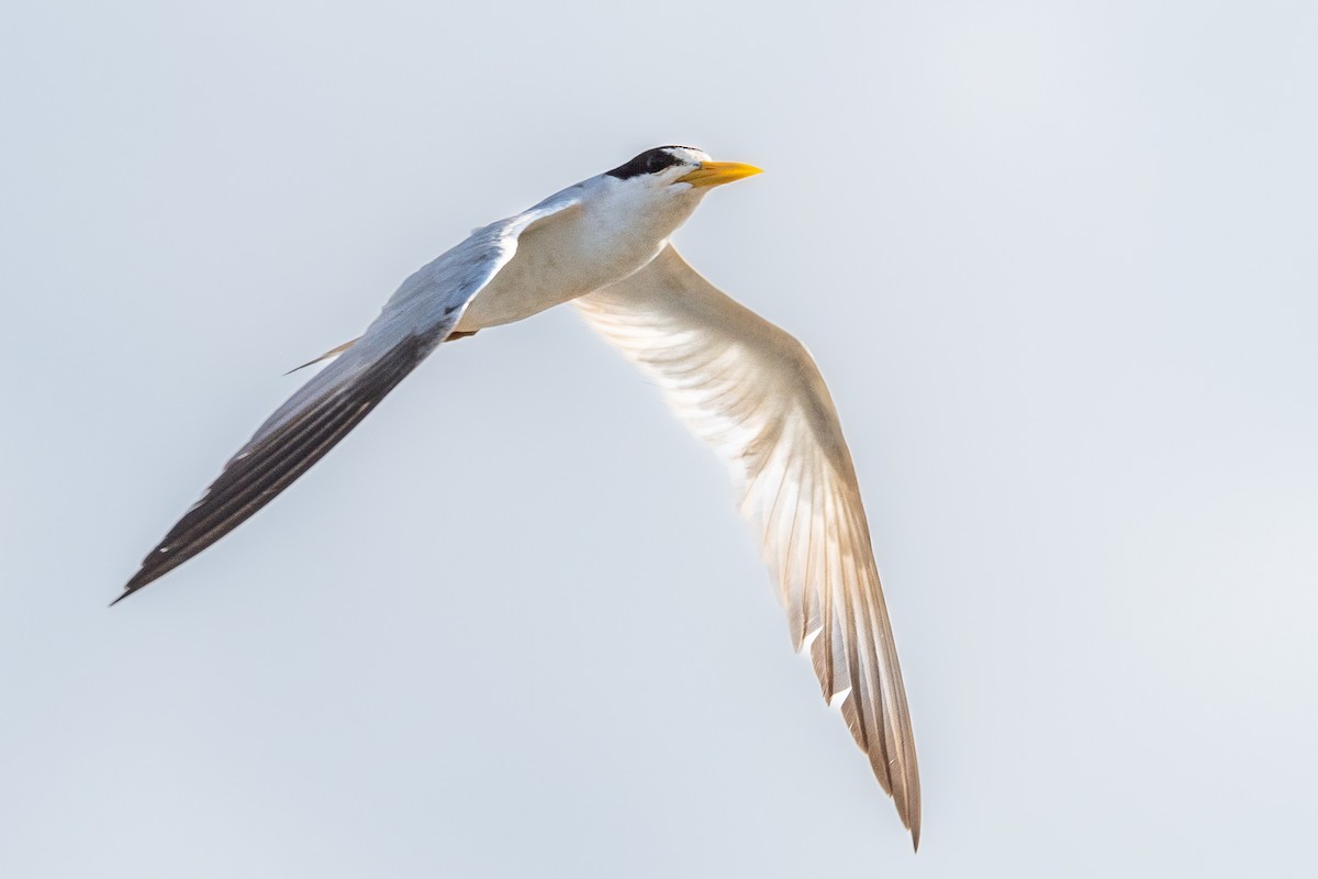Yellow-billed Tern - ML546289121