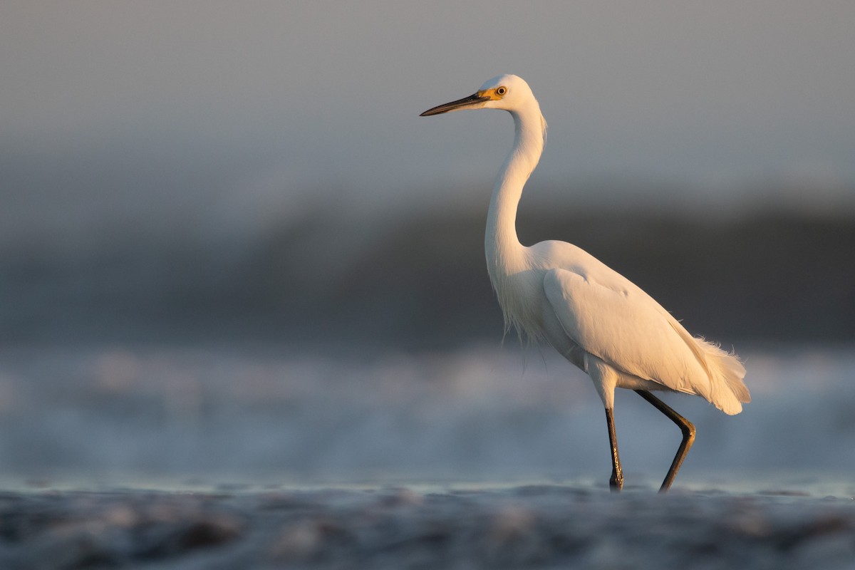 Snowy Egret - ML546289331