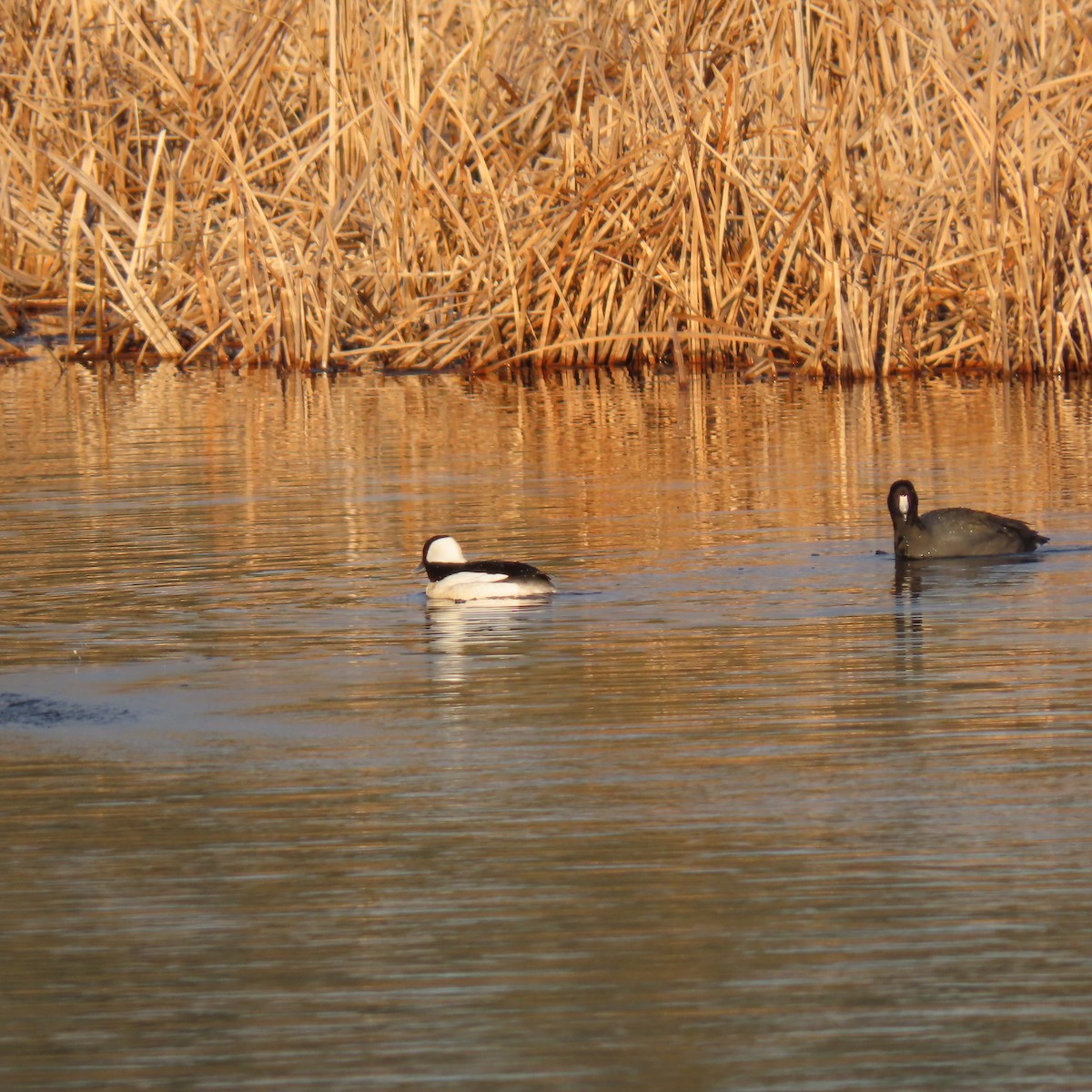 Bufflehead - ML546289361