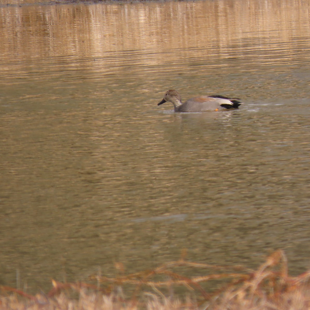 Gadwall - Pamela Gunn