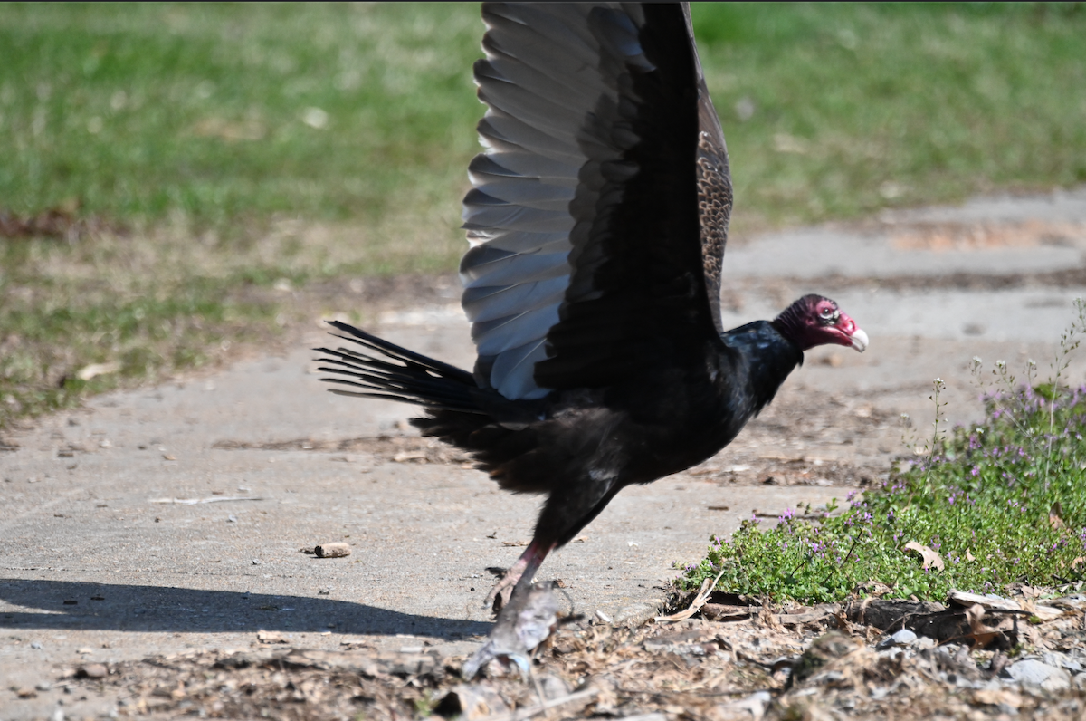 Turkey Vulture - ML546292291