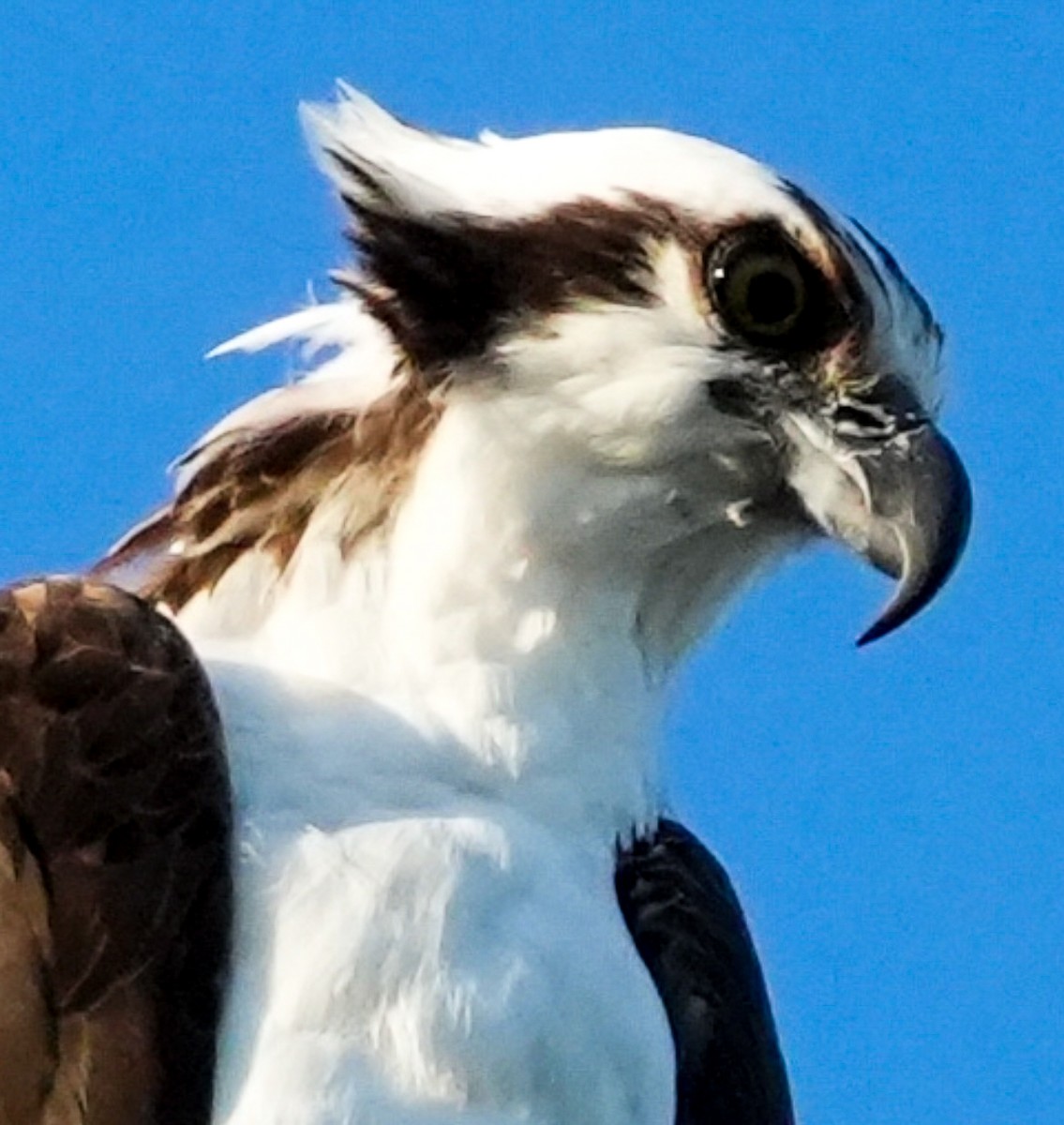 Osprey - ML546292421