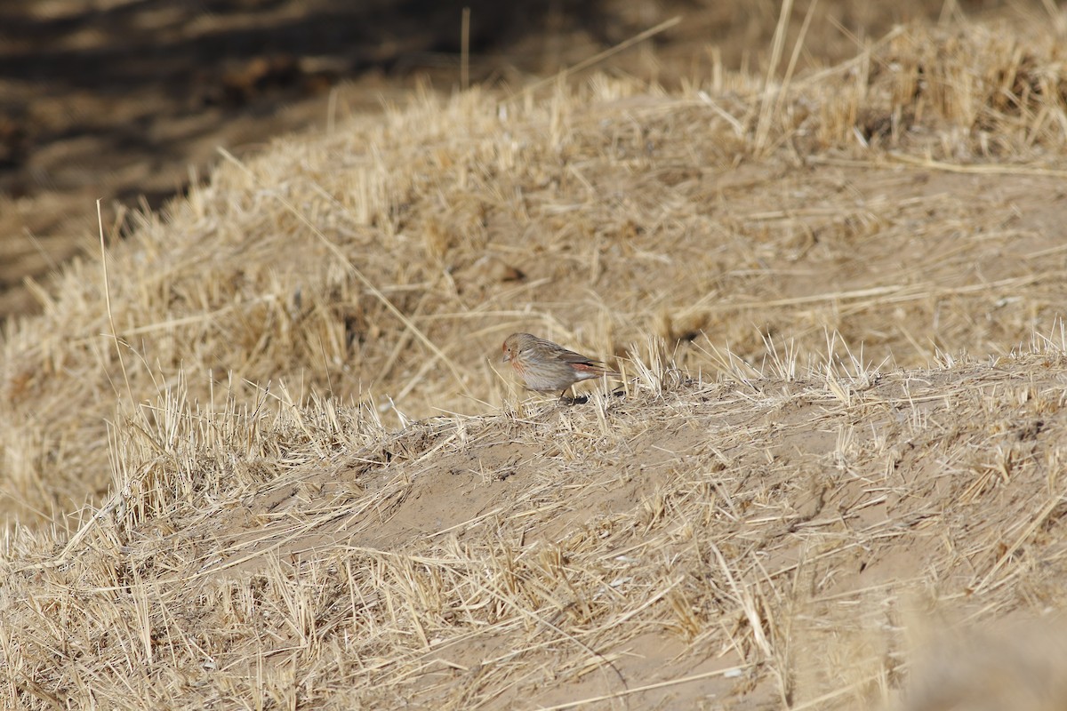 Pallas's Rosefinch - ML546292761