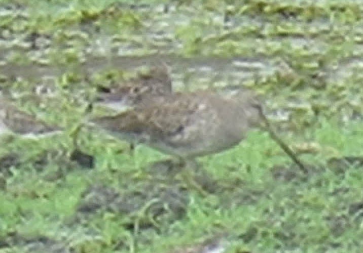 Long-billed Dowitcher - ML54629311