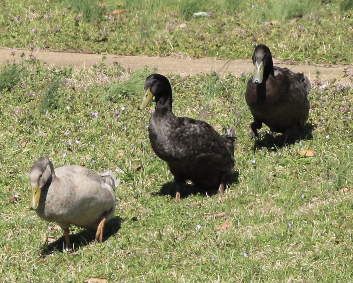 Mallard (Domestic type) - Susan Wood