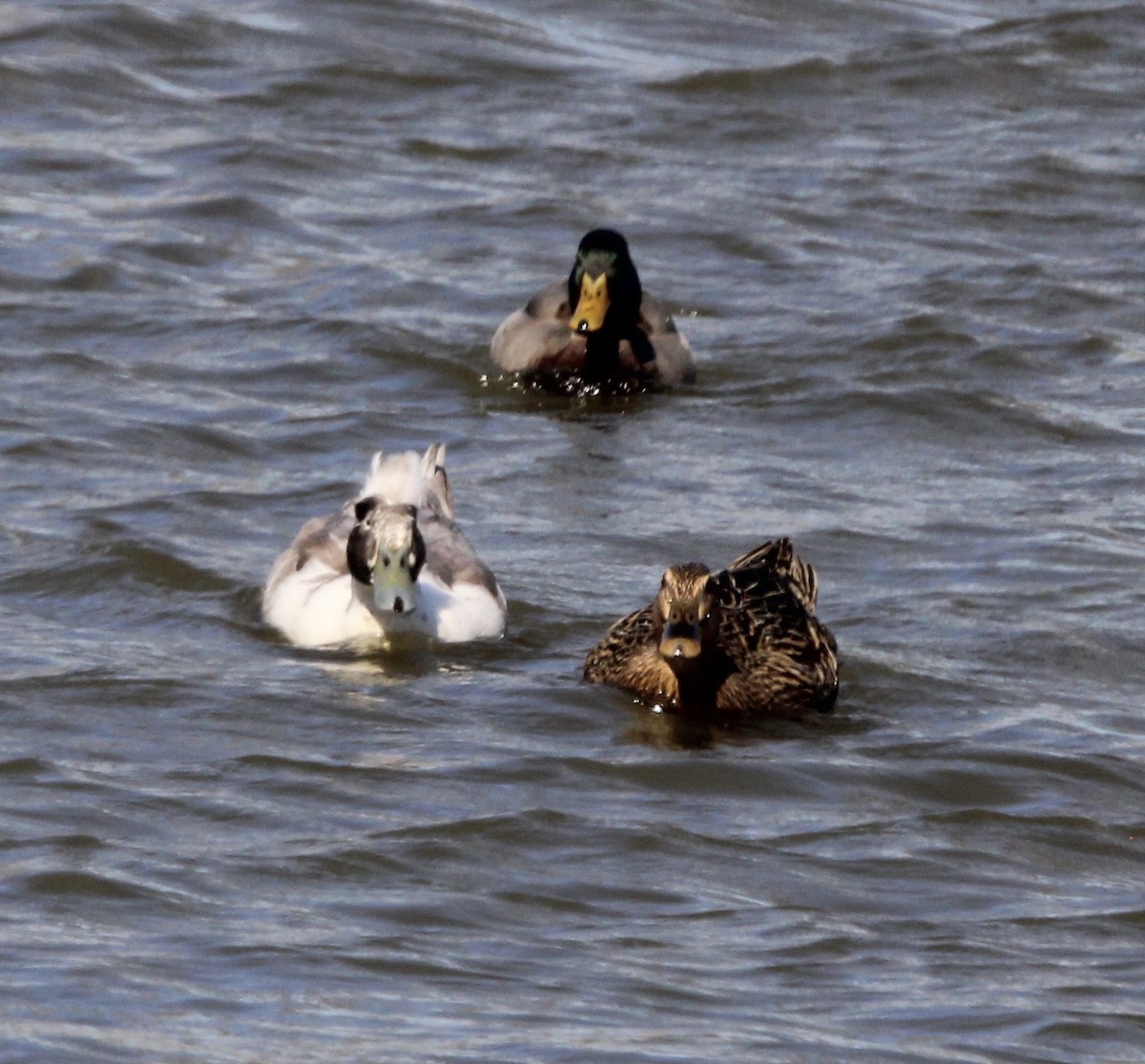 Mallard (Domestic type) - Susan Wood