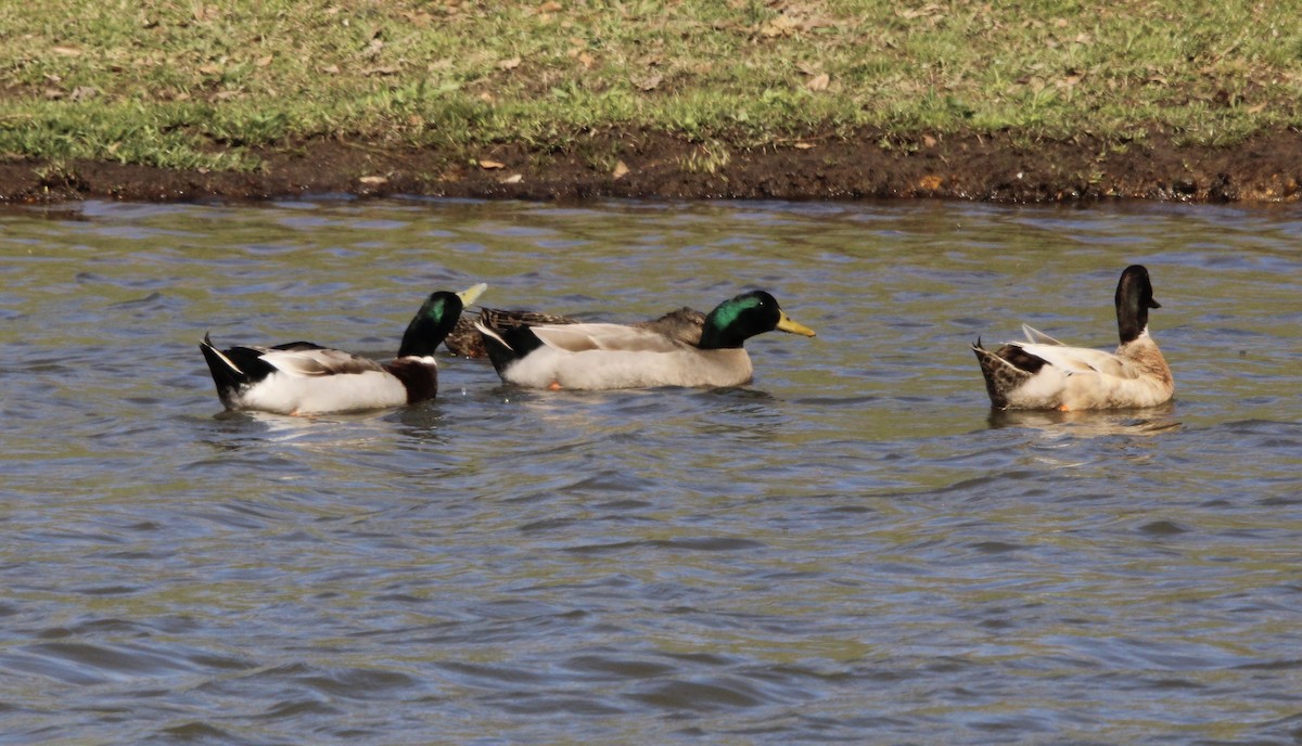 Mallard (Domestic type) - Susan Wood