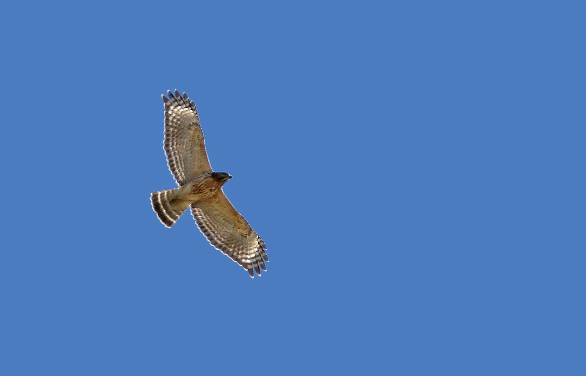 Red-shouldered Hawk - ML54629371