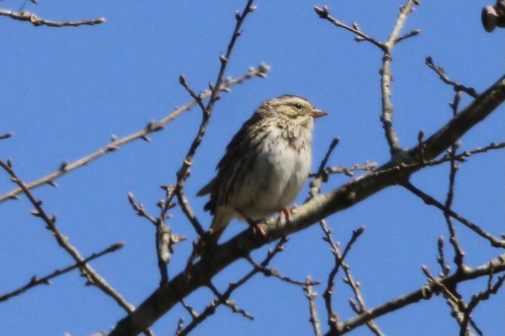 Savannah Sparrow - Susan Wood