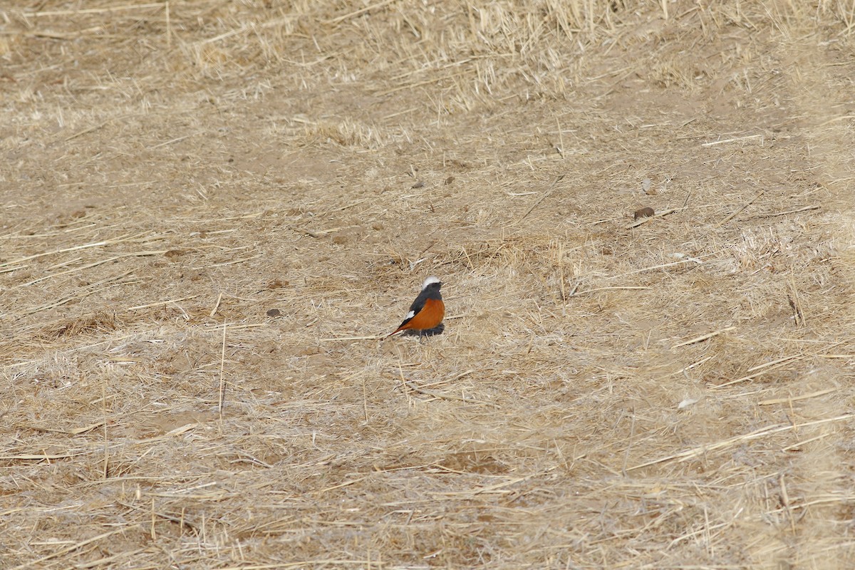 White-winged Redstart - ML546294461